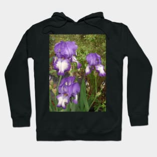 Iris Flower Purple and White Hoodie